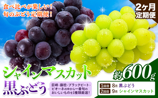 [先行予約][2ヶ月定期便]黒ぶどう シャインマスカット 600g マスカット フルーツ 果物 新鮮 [8月上旬-9月下旬頃出荷]熊本県 荒尾市産 目野果実直売所 巨峰 藤稔 ブラックビート ピオーネ 宝石 人気 おすすめ 葡萄