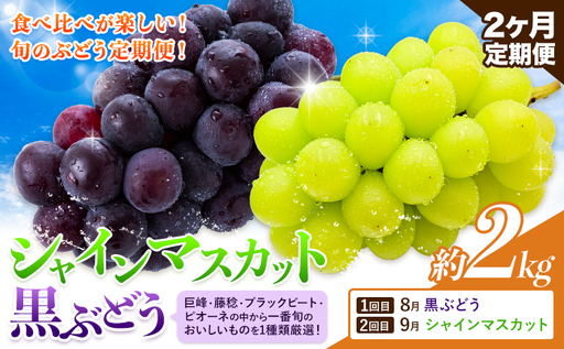 【先行予約】【2ヶ月定期便】黒ぶどう シャインマスカット 2kg マスカット フルーツ 果物 新鮮 《8月上旬-9月下旬頃出荷》熊本県 荒尾市産 目野果実直売所 巨峰 藤稔 ブラックビート ピオーネ　宝石　人気　おすすめ　葡萄