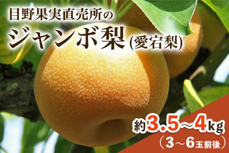 [先行予約]愛宕梨 約3.5〜4kg(3〜6玉前後) 期間限定 なし フルーツ 果物 新鮮 常温便[12月上旬-1月末頃出荷]熊本県 荒尾市産 目野果実直売所