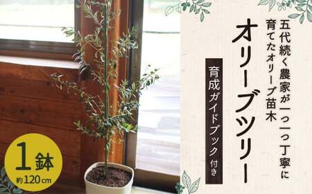 オリーブツリー 1鉢 育成ガイドブック付き 植物 鉢植え