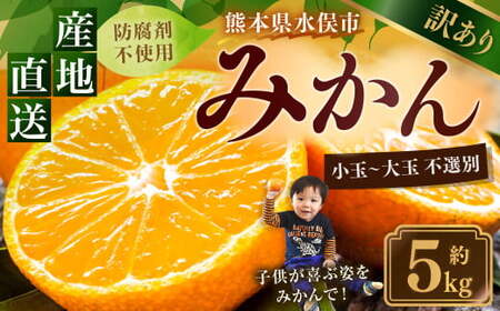 訳あり みかん 約5kg 蜜柑 ミカン 果物 くだもの フルーツ [2025年10月上旬から2026年2月下旬順次発送予定]
