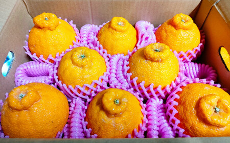 Ղ󂯂Zsm 7`10ʁi2kgj y2026N2{`3{\z fR| ݂ k ʕ t[c F{