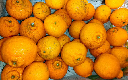 y󂠂z ƒp Zsm 25`40 i 8kg j y2026N2{`3{\z fR| ݂ k ʕ t[c F{