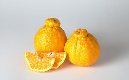 }CX^[̕sm Ǖi 5kg i͔|Ԓ͖엿E_j ʕ  t[c sm ʂ k ݂ y2026N1{`4{\z