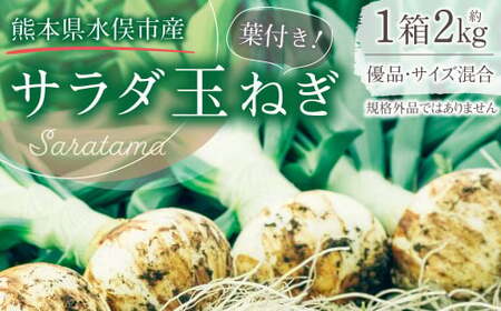 1年に1度だけ!葉付きで味わうサラダ玉ねぎ 約2kg 優品 サイズ混合 [栽培期間中農薬不使用/熊本県水俣市産/耕人舎] 玉葱 玉ねぎ 新玉ねぎ 春 野菜 九州 熊本県 水俣市産 耕人舎[2026年1月下旬-2月下旬発送予定]