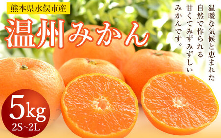 温州みかん 約5kg 2S〜2L ミカン 柑橘 果物 フルーツ[2024年11月上旬〜12月上旬発送予定]