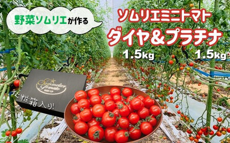 ソムリエミニトマト 食べ比べ3kg (プラチナ+ダイヤ)ミニトマトトマトミニトマトトマトミニトマトトマトミニトマトトマトミニトマトトマトミニトマトトマトミニトマトトマトミニトマトトマトミニトマトトマトミニトマトトマトミニトマトトマトミニトマトトマトミニトマトトマトミニトマトトマトミニトマトトマトミニトマトトマトミニトマトトマトミニトマトトマトミニトマトトマトミニトマトトマトミニトマトトマトミニトマトトマトミニトマトトマトミニトマトトマトミニトマトトマトミニトマトトマトミニトマトトマトミニトマトトマトミニトマトトマトミニトマトトマトミニトマトトマトミニトマトトマトミニトマトトマトミニトマトトマトミニトマトトマトミニトマトトマトミニトマトトマトミニトマトトマトミニトマトトマトミニトマトトマトミニトマトトマトミニトマトトマトミニトマトトマトミニトマトトマトミニトマトトマトミニトマトトマトミニトマトトマトミニトマトトマトミニトマトトマトミニトマトトマトミニトマトトマトミニトマトトマトミニトマトトマトミニトマトトマトミニトマトトマトミニトマトトマトミニトマトトマトミニトマトトマトミニトマトトマトミニトマトトマトミニトマトトマトミニトマトトマトミニトマトトマトミニトマトトマトミニトマトトマトミニトマトトマトミニトマトトマトミニトマトトマトミニトマトトマトミニトマトトマトミニトマトトマトミニトマトトマトミニトマトトマトミニトマトトマトミニトマトトマトミニトマトトマトミニトマトトマトミニトマトトマトミニトマトトマトミニトマトトマトミニトマトトマトミニトマトトマトミニトマトトマトミニトマトトマトミニトマトトマトミニトマトトマトミニトマトトマトミニトマトトマトミニトマトトマトミニトマトトマトミニトマトトマトミニトマトトマトミニトマトトマトミニトマトトマトミニトマトトマトミニトマトトマトミニトマトトマトミニトマトトマトミニトマトトマトミニトマトトマトミニトマトトマトミニトマトトマトミニトマトトマトミニトマトトマトミニトマトトマトミニトマトトマトミニトマトトマトミニトマトトマトミニトマトトマトミニトマトトマトミニトマトトマトミニトマトトマトミニトマトトマトミニトマトトマト
