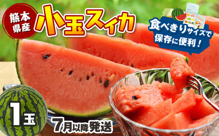 [7月以降発送 ] スイカ 王国 熊本 ! 小玉 すいか 1玉 熊本県産 果物 西瓜 フルーツ