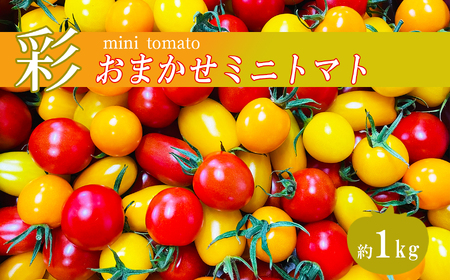 おたのしみ ミニトマト 約 1kg サザキ農園 生産量 日本一 玉名市 !!ミニトマトトマトミニトマトトマトミニトマトトマトミニトマトトマトミニトマトトマトミニトマトトマトミニトマトトマトミニトマトトマトミニトマトトマトミニトマトトマトミニトマトトマトミニトマトトマトミニトマトトマトミニトマトトマトミニトマトトマトミニトマトトマトミニトマトトマトミニトマトトマトミニトマトトマトミニトマトトマトミニトマトトマトミニトマトトマトミニトマトトマトミニトマトトマトミニトマトトマトミニトマトトマトミニトマトトマトミニトマトトマトミニトマトトマトミニトマトトマトミニトマトトマトミニトマトトマトミニトマトトマトミニトマトトマトミニトマトトマトミニトマトトマトミニトマトトマトミニトマトトマトミニトマトトマトミニトマトトマトミニトマトトマトミニトマトトマトミニトマトトマトミニトマトトマトミニトマトトマトミニトマトトマトミニトマトトマトミニトマトトマトミニトマトトマトミニトマトトマトミニトマトトマトミニトマトトマトミニトマトトマトミニトマトトマトミニトマトトマトミニトマトトマトミニトマトトマトミニトマトトマトミニトマトトマトミニトマトトマトミニトマトトマトミニトマトトマトミニトマトトマトミニトマトトマトミニトマトトマトミニトマトトマトミニトマトトマトミニトマトトマトミニトマトトマトミニトマトトマトミニトマトトマトミニトマトトマトミニトマトトマトミニトマトトマトミニトマトトマトミニトマトトマトミニトマトトマトミニトマトトマトミニトマトトマトミニトマトトマトミニトマトトマトミニトマトトマトミニトマトトマトミニトマトトマトミニトマトトマトミニトマトトマトミニトマトトマトミニトマトトマトミニトマトトマトミニトマトトマトミニトマトトマトミニトマトトマトミニトマトトマトミニトマトトマトミニトマトトマトミニトマトトマトミニトマトトマトミニトマトトマトミニトマトトマトミニトマトトマトミニトマトトマトミニトマトトマトミニトマトトマトミニトマトトマトミニトマトトマトミニトマトトマトミニトマトトマトミニトマトトマトミニトマトトマトミニトマトトマトミニトマトトマトミニトマトトマトミニトマトトマトミニトマトトマト