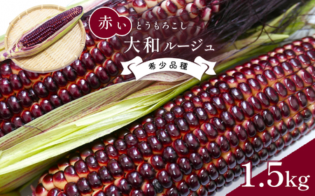 大和ルージュ 赤い とうもろこし 約 1.5kg | 野菜 やさい とうもろこし トウモロコシ 玉蜀黍 熊本県 玉名市 玉名