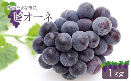 ぶどう ピオーネ 1kg [ 東ぶどう園 ] | 果物 くだもの フルーツ ぶどう 葡萄 ブドウ 熊本 玉名