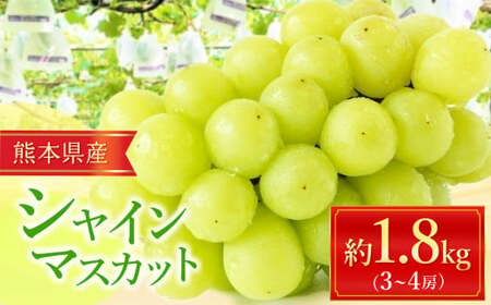 シャインマスカット 約 1.8kg (3〜4房) | フルーツ 果物 くだもの ぶどう 葡萄 新鮮 農家直送 熊本 玉名
