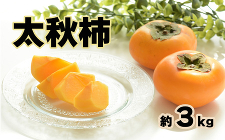 太秋柿 約3kg (8〜10玉) 玉名市産 | フルーツ 果物 くだもの 柿 かき 熊本県 玉名市