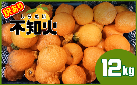 熊本県産 不知火 ≪訳あり≫ 12kg | フルーツ 果物 くだもの 柑橘 ミカン みかん オレンジ しらぬい 熊本県 玉名市