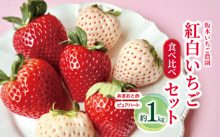 坂本いちご農園 紅白いちご食べ比べセット 1kg | 果物 くだもの フルーツ 白いちご いちご 苺 イチゴ セット 食べ比べ あまおとめ ピュアハート 1kg 熊本県 玉名市