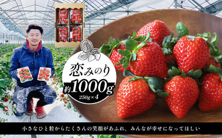 いちご 約1000g 恋みのり | フルーツ 果物 くだもの イチゴ いちご 苺 熊本県 玉名市