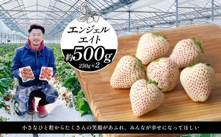 いちご 約500g エンジェルエイト | フルーツ 果物 くだもの イチゴ いちご 苺 白いちご 天使のいちご 熊本県 玉名市