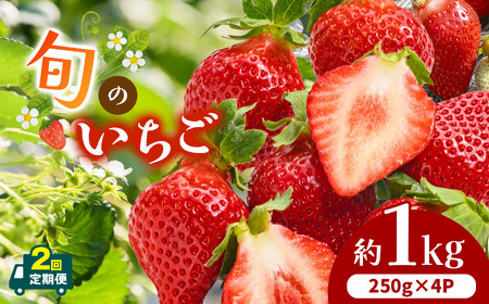 [ 定期便 2回 ]熊本県産 旬の いちご 約 1kg (250g ×4P) | フルーツ 果物 くだもの 苺 イチゴ 旬 定期 熊本 熊本県 玉名市