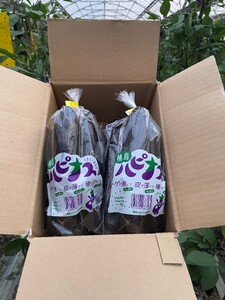 ハピナス 玉名市産 長なす 約 1.4kg(300g〜400g×4袋)| 野菜 やさい 茄子 なすび とげ無 種少 薄皮 季節野菜 袋詰め 小分け 熊本県 玉名市