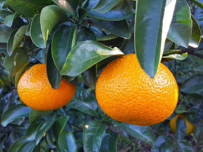 温州みかん 訳あり(2S〜2L)約3kg | ミカン みかん 蜜柑 温州 フルーツ 果物 ジューシー 熊本県 玉名市