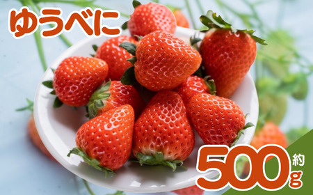 [ふるなび限定]坂本いちご農園 ゆうべに 約500g | 果物 くだもの フルーツ いちご 苺 イチゴ ゆうべに 500g 熊本県 玉名市[FN-Limited]