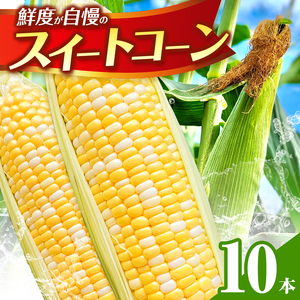 スイートコーン 10本 | コーン とうもろこし とうきび 甘い 焼き とうもろこし 茹で とうもろこし 熊本県 玉名市