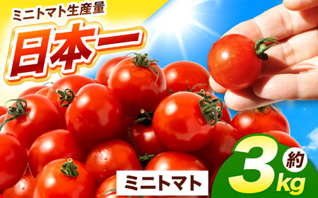 熊本県産 ミニトマト 約3kg | 野菜 やさい トマト とまと ミニトマト プチトマト