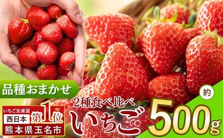 イチゴ 生産量 西 日本一 !厳選農家直送 おまかせ 2種のいちご食べ比べ 約 500g | フルーツ 果物 くだもの いちご イチゴ 苺 西日本一 産地直送 食べ比べセット 熊本県 玉名市