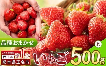 熊本県産いちご 品種おまかせ 約 500g | フルーツ 果物 くだもの 果実 苺 いちご ベリー ストロベリー 熊本県 玉名市