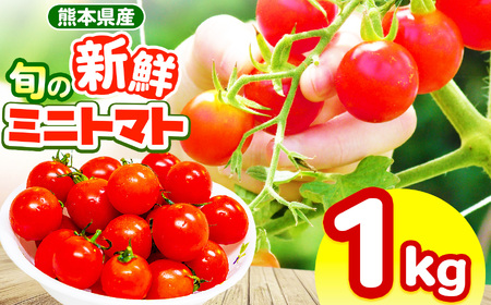 玉名市産 旬の新鮮ミニトマト 1000g | 野菜 ミニトマト とまと 熊本県 玉名市