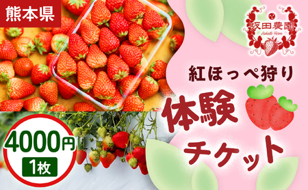 [家族・カップルにおすすめ!]熊本・玉名市のいちご狩り体験割引券 紅ほっぺ狩り体験チケット 4,000円×1枚 1セット | 観光体験 プレゼント 熊本県 玉名市