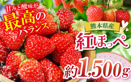 [農家から届く甘酸っぱい贈り物]紅ほっぺ 約1500g | いちご 国産 産地直送 低農薬 熊本県 玉名市