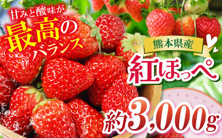 【農家から届く甘酸っぱい贈り物】 紅ほっぺ　約3000g | いちご 国産 産地直送 低農薬 熊本県 玉名市