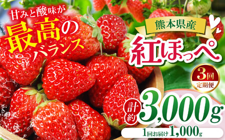 【定期便3ヶ月】【農家から届く甘酸っぱい贈り物】 紅ほっぺ　約3000g | いちご 国産 産地直送 低農薬 熊本県 玉名市
