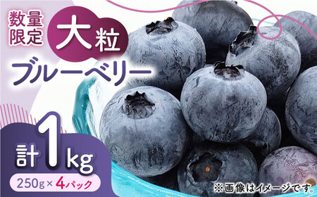【先行予約】大粒 ブルーベリー 約1000g（約250g×4pc） 【すみれファーム】果物 フルーツ くだもの 生ブルーベリー 大粒 小分け 熊本県産 [ZEP002]