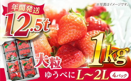 大粒いちご L〜2L ゆうべに 1kg(4pc)[熊本ベリー]熊本県産いちご くだもの イチゴ 苺 ゆうべに 大粒 国産 熊本県産 九州産 熊本 こだわり 甘い 九州 