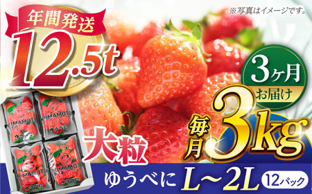 [先行予約][3回定期便]大粒いちご L〜2L ゆうべに 3kg(12pc)[熊本ベリー] 熊本県産 くだもの イチゴ 苺 国産ゆうべにいちご 九州 