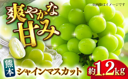 【先行予約】【数量限定】シャインマスカット 約1.2kg【日本フルーツ株式会社】[ZFJ019]