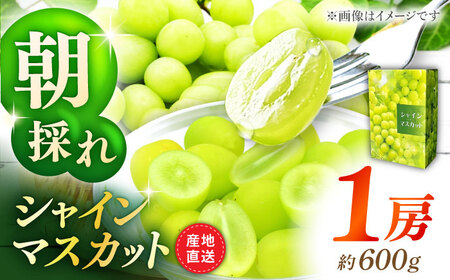 [先行予約]シャインマスカット 1房(約600g)[城 果樹園]