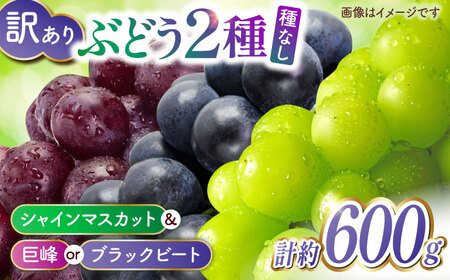 先行予約 訳あり種なしぶどう2種食べ比べ計約600g(シャインマスカット&巨峰orブラックビート)ぶどうシャインマスカット