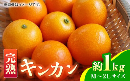 [先行予約]完熟 キンカン 約1kg [くまふる]