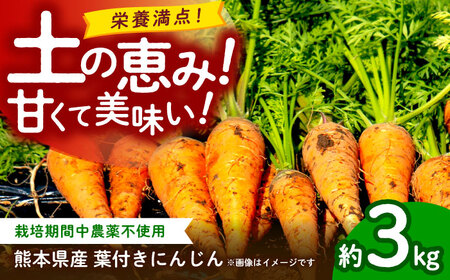 �y��s�\��z�t�t���ɂ񂶂� ��3kg�@�V���������y�y��ō�����������̐l�Q �y������� ���A�O���z[ZCL020]