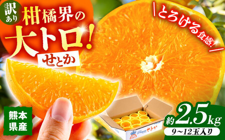 [2026年2月下旬から発送][訳あり]せとか みかん 家庭用 約2.5kg 果物 フルーツ [小春農園]