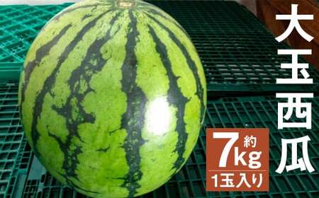 大玉西瓜 1玉入り(7kg以上) [2024年4月下旬より順次発送予定] 果物 すいか スイカ