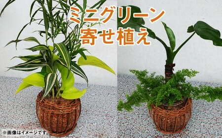 ミニグリーン 寄せ植え(bring green)ガラス瓶植え 観葉植物 植物 インテリア