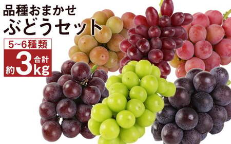 なにが届くかお楽しみ 彩り ぶどう セット 約3kg 葡萄 ブドウ マスカット フルーツ 果物 くだもの [2025年8月下旬から出荷予定]