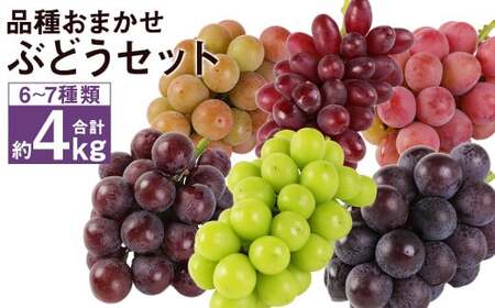 なにが届くかお楽しみ プレミアム ぶどう セット 約4kg 葡萄 マスカット くだもの 果物 フルーツ [2025年8月下旬から出荷予定]