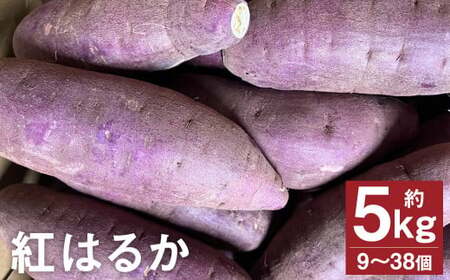 g͂邩 5kg i9`38j  ܂ Tc}C    ₳ y2025N11{`2026N4{\z