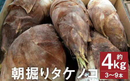 朝掘り タケノコ 約4kg（3～9本）【2025年4月上旬より順次発送】 野菜 やさい たけのこ 筍 タケノコ 熊本県産 国産