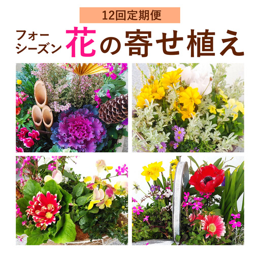 【12ヶ月定期便】フォーシーズン お花の寄せ植え 直径20～25cm Fleurbranch 《申込みの翌月出荷》熊本県 菊池市 定期便 花 鉢花 鉢植え 観葉植物 植物 インテリア ガーデン 雑貨